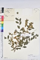 藏品(葉底珠、市蔥密花葉底珠)的圖片