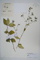 藏品(展枝沙參)的圖片