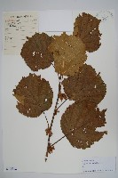 藏品(榛樹)的圖片