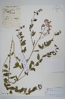 藏品(羅布麻)的圖片