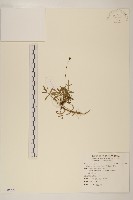 藏品(香茹)的圖片