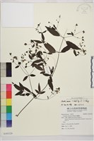 藏品(田村氏鐵線蓮)的圖片