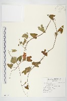 藏品(海牽牛)的圖片