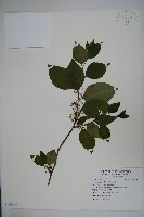 藏品(草野氏冬青)的圖片