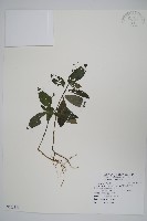 藏品(針刺草)的圖片