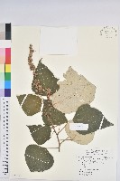 藏品(白匏子)的圖片