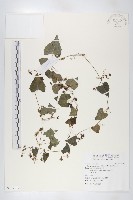 藏品(黑果馬交兒)的圖片