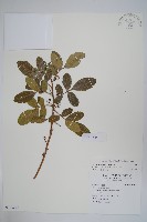 藏品(巴西乳香、巴西胡椒木)的圖片