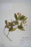 藏品(台灣白花藤)的圖片