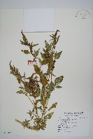 藏品(凹葉野莧菜)的圖片