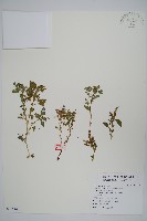 藏品(凹葉野莧菜)的圖片