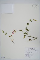 藏品(早田氏爵床)的圖片