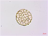 藏品(小葉豇豆)的圖片