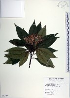 藏品(腺葉杜英)的圖片