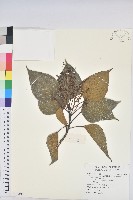 藏品(紅肉橙蘭、華血桐)的圖片