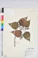 藏品(紅肉橙蘭、華血桐)的圖片