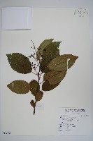 藏品(厚殼樹)的圖片