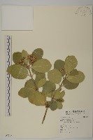 藏品(日本衛矛, 大葉黃楊)的圖片