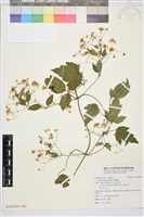 藏品(串鼻龍)的圖片