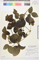 藏品(銹毛鐵線蓮)的圖片