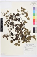 藏品()的圖片