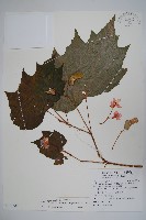 藏品(裂葉秋海棠)的圖片