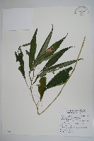 藏品(紫花鳳仙花)的圖片