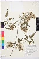 藏品(梨山小蓑衣藤)的圖片