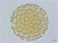 藏品(戟葉蓼)的圖片