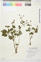 藏品(水辣菜、禺毛茛)的圖片