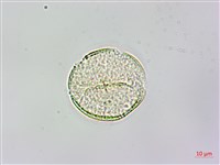 藏品(水辣菜、禺毛茛)的圖片