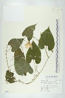 藏品(斑花青牛膽)的圖片