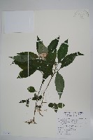 藏品(紫花鳳仙花)的圖片