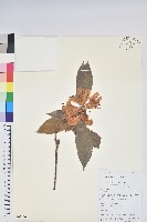 藏品(附生杜鵑)的圖片