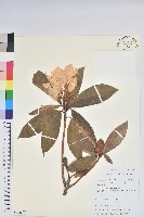 藏品(附生杜鵑)的圖片