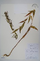 藏品(大本山梗菜)的圖片