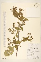 藏品(豨薟)的圖片