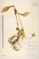 藏品(苦滇菜、苦菜)的圖片