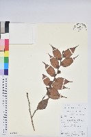 藏品(假短穗白珠)的圖片