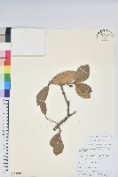 藏品(附生杜鵑)的圖片