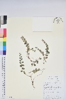 藏品(銅錢葉白珠)的圖片