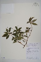 藏品(直角鳳仙花)的圖片