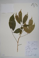 藏品(細序鵝掌柴)的圖片