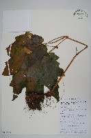 藏品(紅孩兒)的圖片