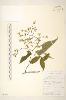 藏品(蔓黃菀)的圖片