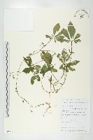 藏品(長葉絞股藍)的圖片