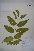 藏品(纖細風吹蕭)的圖片