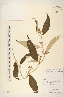 藏品(雅各尾藥菊)的圖片