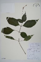 藏品(尼氏擬馬偕花)的圖片