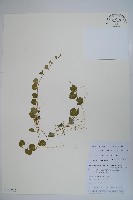 藏品(普剌特草)的圖片